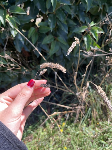 orchard grass