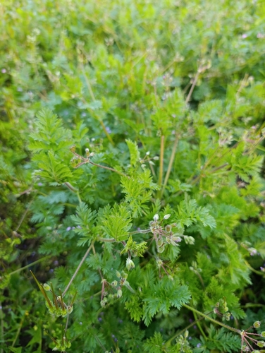 Redstem Stork's-bill