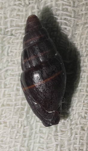 Mitra ebenus observed 2026-09-19