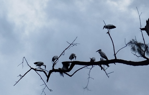 Asian Openbill