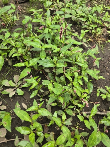 low smartweed