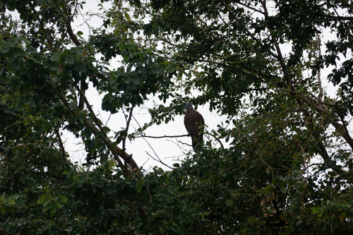 iNaturalist image
