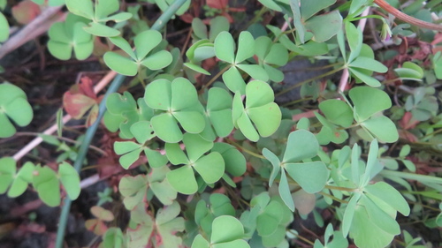 Marsilea quadrifolia