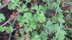 Marsilea quadrifolia