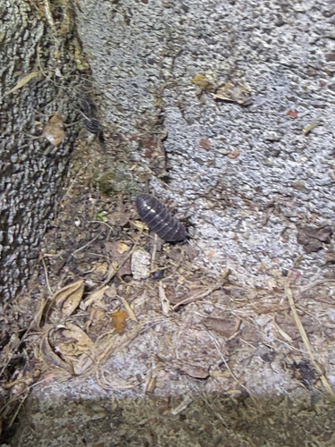 Common Pill Woodlouse