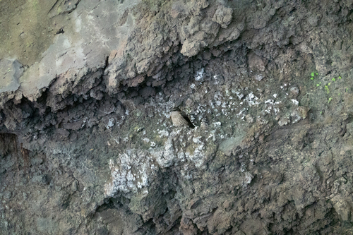 iNaturalist image