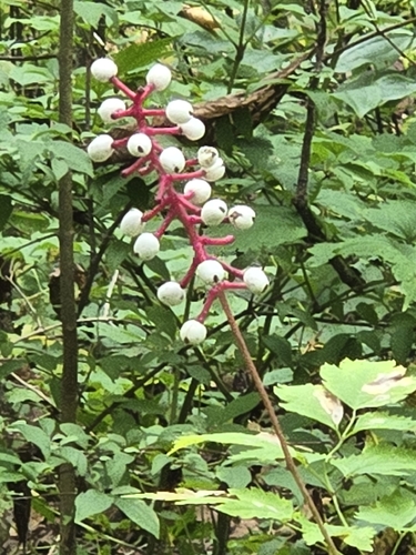 white baneberry