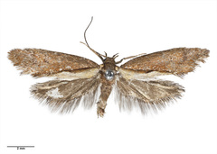 Tingena laudata