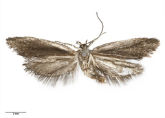 Tingena laudata