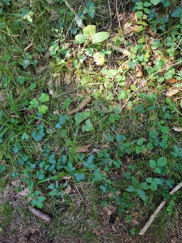common ivy