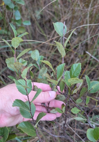Betula pumila, photograph 2