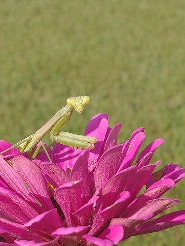 Carolina Mantis