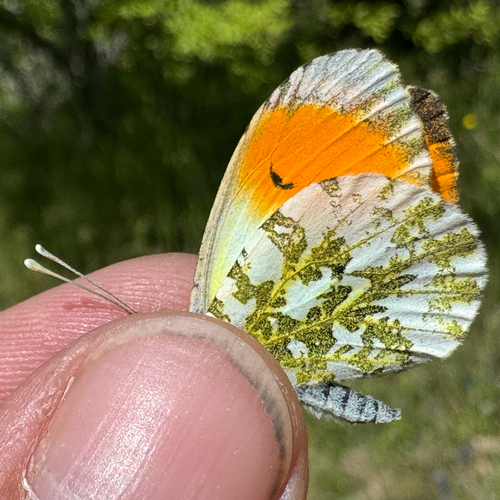 orange-tip