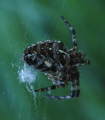 Cross Orbweaver