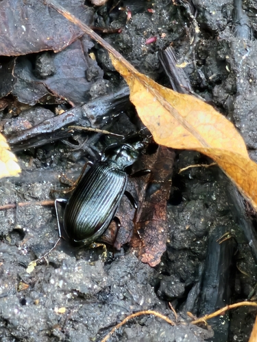 European Gazelle Beetle