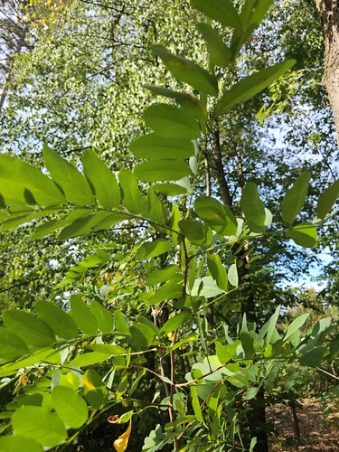 black locust