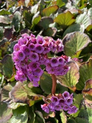 Bergenia