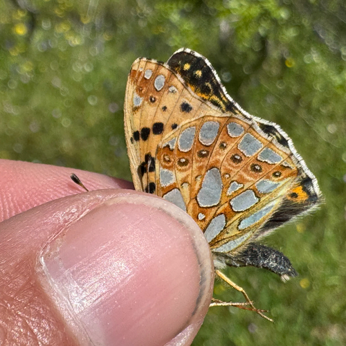 Queen of Spain Fritillary