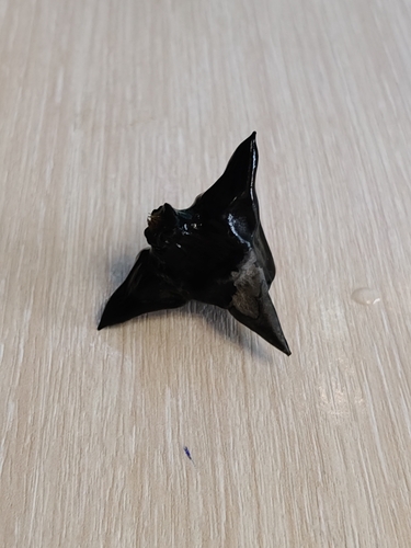 Water caltrop