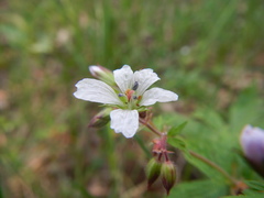 Geranium krylovii