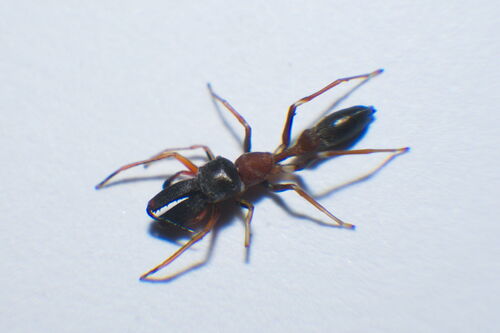 Bicolor-ant-mimicking Jumping Spider