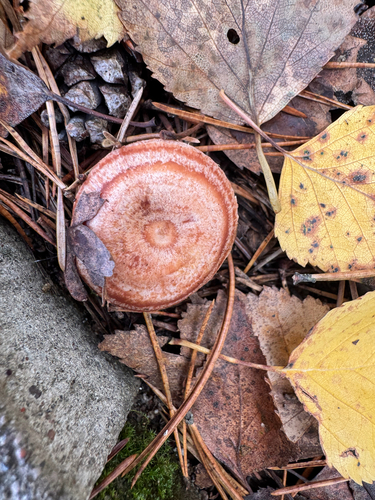 Woolly Milkcap