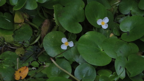 Hydrocharis dubia