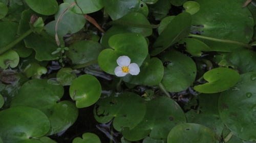 Hydrocharis dubia, photograph 1