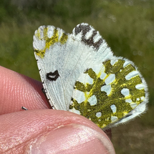 Eastern Dappled White
