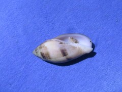 Pterygia nucea