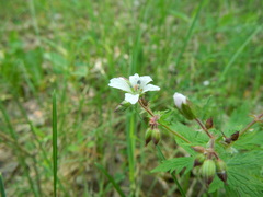 Geranium krylovii