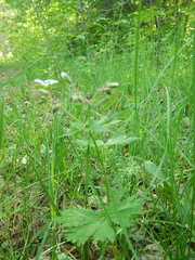 Geranium krylovii