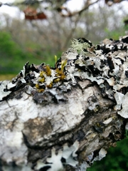 Orthotrichum consimile