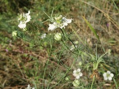 Nigella arvensis
