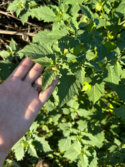 (c) Cezanne Sanders, some rights reserved (CC BY) Physalis angulata, photograph (c) Cezanne Sanders, some rights reserved (CC BY)