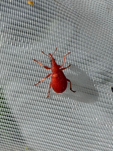 Apion frumentarium