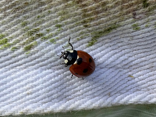 Seven-spotted Lady Beetle