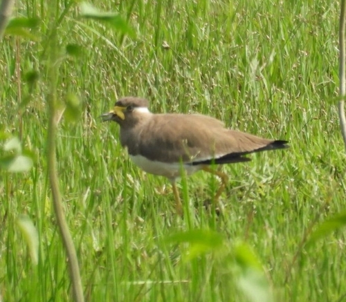 Yellow-wattled Lapwing