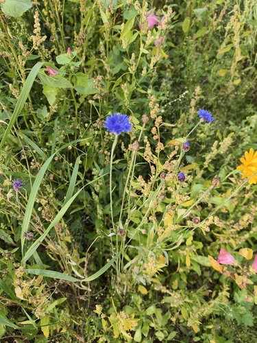 Cornflower