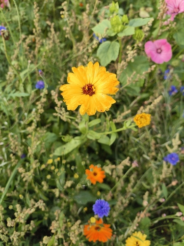 pot marigold