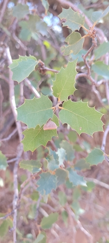 Sonoran scrub oak