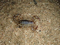 Cercophonius kershawi