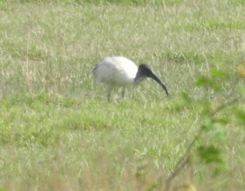 Black-headed Ibis