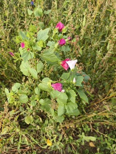 Royal Mallow