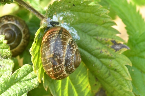 Copse Snail
