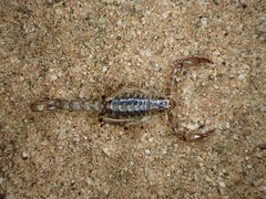 Cercophonius kershawi