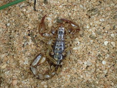 Cercophonius kershawi