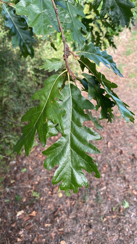 Turkey Oak