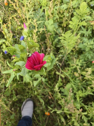 Mallow-wort