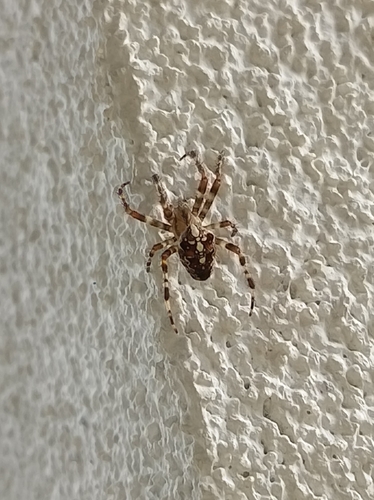 Cross Orbweaver